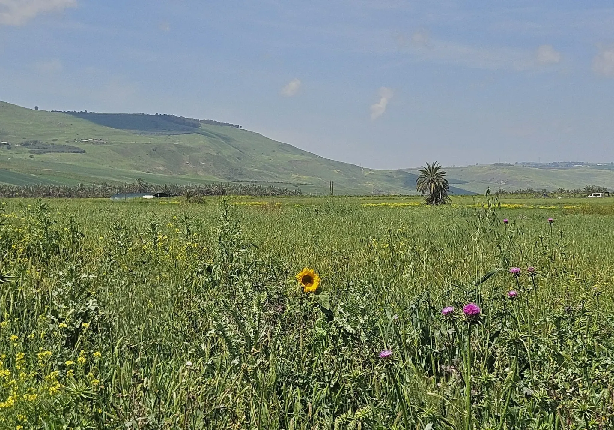 ובסוף נוצר אחו ים-תיכוני